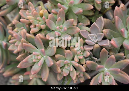 Succulent plant after a rain shower with small water drops on the leaves