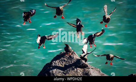 Home! Group of Common Guillemots landing to exposed rock just of the cliff.  Bray Head, co.Wicklow, Ireland. Stock Photo
