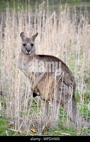 Vertical shot of a kangaroo standing on a grassy field near dry plants with a blurred background Stock Photo
