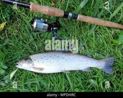 https://l450v.alamy.com/450v/wpdhrc/anglers-catch-slupia-river-poland-steelhead-trout-and-fishing-rod-and-reel-in-grass-high-angle-view-wpdhrc.jpg