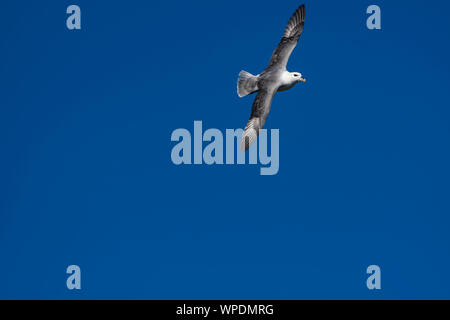 Lonely fulmar flying in the sky Bray Head, co.Wicklow, Ireland. Stock Photo