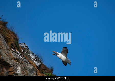Lonely fulmar flying in the sky over steep cliff edge. Bray Head, co.Wicklow, Ireland. Stock Photo