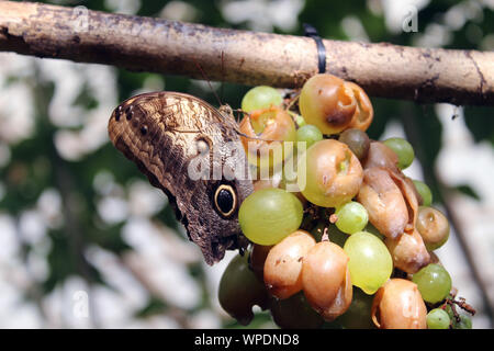 Morpho Peleides Butterfly eating grapes Stock Photo