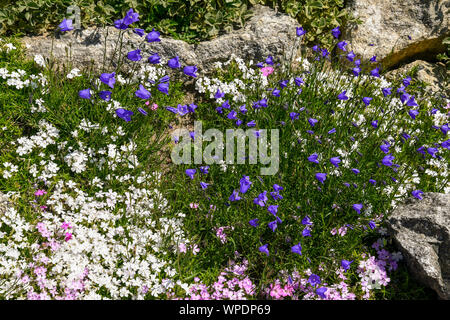 Close-up of a rocky garden with blooming Alpine flowers: mountain phlox (Phlox subulata) and bellflower (Campanula alpina), Courmayeur, Aosta, Italy Stock Photo
