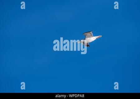 Lonely Herring gull flying in the sky. Bray Head, co.Wicklow, Ireland. Stock Photo