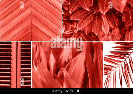 Collage of various plants or leaves and a wooden surface and shutters in a trendy color. Stock Photo