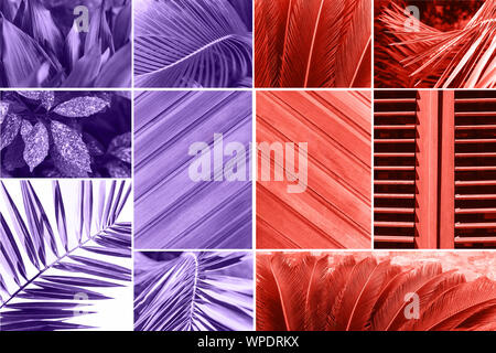 Collage of various plants or leaves and a wooden surface and shutters in a trendy colors. Stock Photo