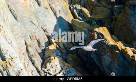 Lonely Herring gull flying along cliffs rocks. Bray Head, co.Wicklow, Ireland Stock Photo