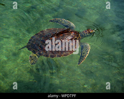 The Green Turtle breeds all along the East African coast. They mate a short distance off-shore and the females haul themselves onto the beaches Stock Photo