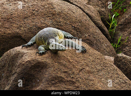 The Nile or Water Monitor is the largest of Africa's lizards. A large speciment like this one can reach a length of two meters Stock Photo