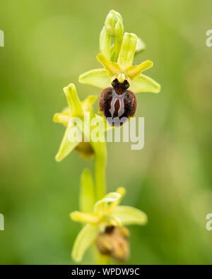Early Spider Orchid (Ophrys sphegodes) photographed at Samphire Hoe Country Park nr Dover. Stock Photo