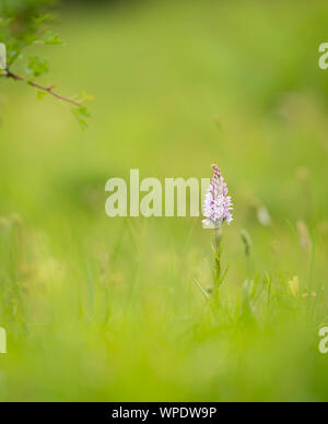 Common Spotted Orchid (Dactylorhiza fuchsii) photographed on the Kent Downs Stock Photo