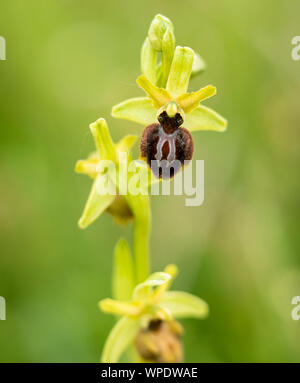 Early Spider Orchid (Ophrys sphegodes) photographed at Samphire Hoe Country Park nr Dover. Stock Photo