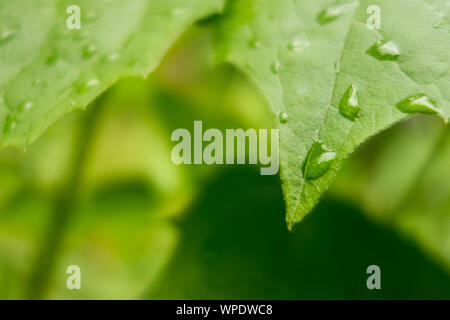 green leaf covered with drops of water Stock Photo