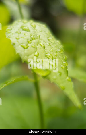 green leaf covered with drops of water Stock Photo