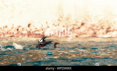 Flying together. Black Guillemot (uria aalge) starting to fly. Bray Head, co.Wicklow, Ireland. Stock Photo