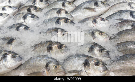 A bunch of fresh Barramundi, white perch, silver perch on a bed of ice sold in the market Stock Photo