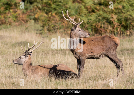 Pair of wild UK red deer stags in autumn sunshine (Cervus elaphus) isolated together, UK countryside one standing, one sitting in long grass. Wildlife.