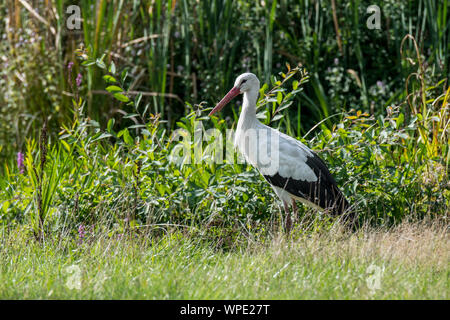 White stork (Ciconia ciconia) foraging in wetland / swamp / marshland in summer Stock Photo