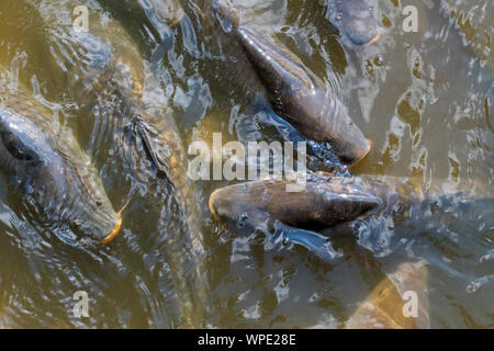 Shoal of common carp / European carps (Cyprinus carpio) coming to surface to breathe air in park pond Stock Photo