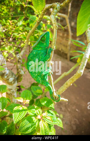 Endemic green panther chameleon, Madagascar Stock Photo