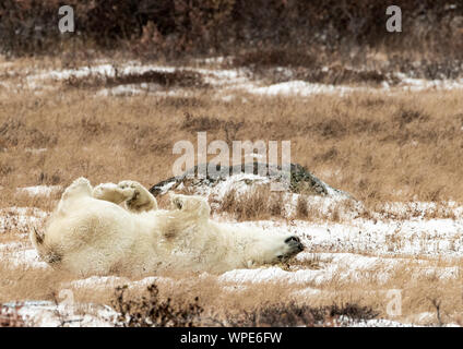 Polar bear rolls on the snow, Seal River Lodge, Churchill, Manitoba, Canada Stock Photo