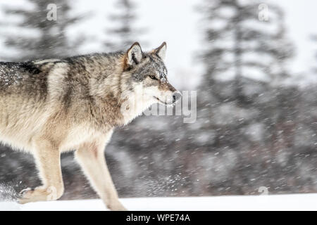 Canadian Timber Wolf walks in the snow, Nanuk Lodge, West Hudson Bay, Churchill, Manitoba, Canada Stock Photo