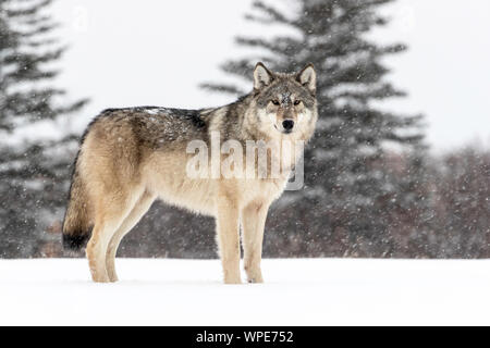 Canadian Timber Wolf stands in the snow, Nanuk Lodge, West Hudson Bay, Churchill, Manitoba, Canada Stock Photo
