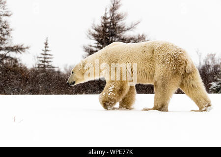 Polar Bear walks over the snow, Nanuk Lodge, west Hudson Bay, Churchill, Manitoba, Canada Stock Photo