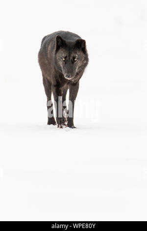 old male black Canadian timber wolf walks across the snow, looking straight at the camera.  Churchill, West Hudson Bay, Canada. Stock Photo