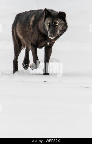 old male black Canadian timber wolf walks across the snow, looking straight at the camera.  Churchill, West Hudson Bay, Canada. Stock Photo