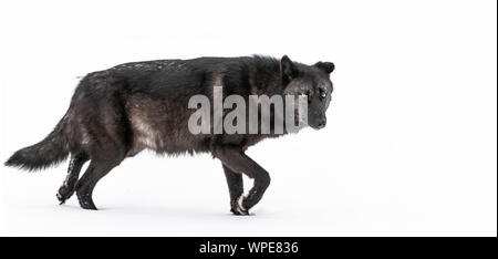 old male black Canadian timber wolf walks across the snow, looking straight at the camera.  Churchill, West Hudson Bay, Canada. Stock Photo