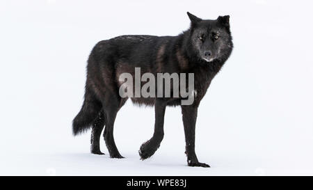 old male black Canadian timber wolf walks across the snow, looking straight at the camera.  Churchill, West Hudson Bay, Canada. Stock Photo