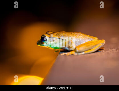 Frog sitting at pool at night Stock Photo