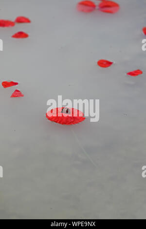 poppies Latin papaver rhoeas floating in the sea a remembrance flower for war dead and veterans November 11, Anzac Day, April 25, D-Day June 6 etc Stock Photo