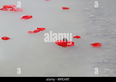 poppies Latin papaver rhoeas floating in the sea a remembrance flower for war dead and veterans November 11, Anzac Day, April 25, D-Day June 6 etc Stock Photo