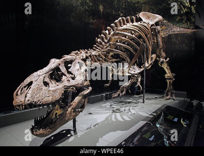 Tyrannosaurus rex skeleton, 67 million years ago, USA Stock Photo - Alamy