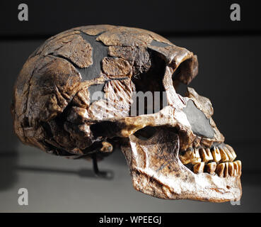 Homo neandertalensis skull from La Ferrassie in France Europe. Stock Photo