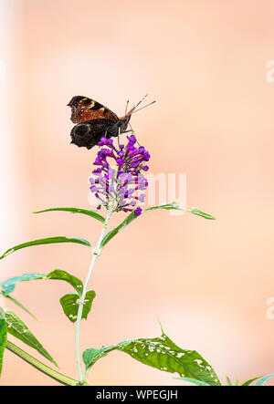 A Beautiful Peacock Butterfly Feeding on Pollen and Nectar on a Purple Buddleja Flower in a Garden in Alsager Cheshire England United Kingdom UK Stock Photo