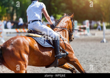 Young male horse rider on equestrian sport competition in show jumping contest Stock Photo