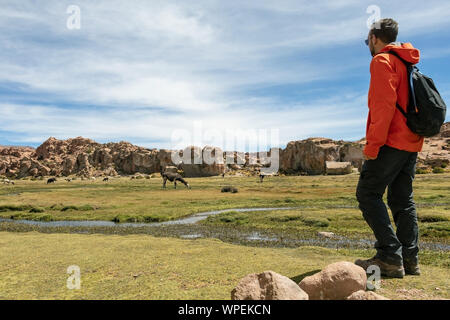 Young male tourist looking at serene green landscape with alpacas and llamas, geological rock formations and blue sky on Altiplano, Andes of Bolivia Stock Photo