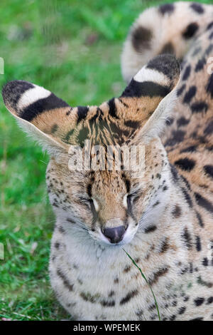 Serval cat (Leptailurus serval), sitting on green grass field, with closed eyes, head portrait Stock Photo