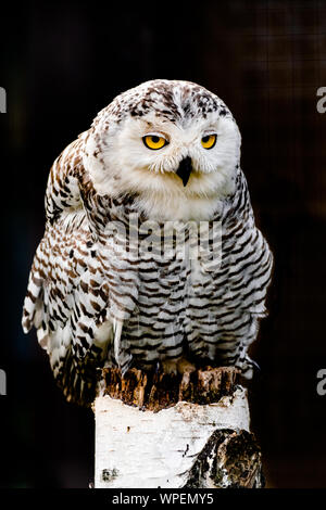 snowy owl (Bubo scandiacus) sitting on a wooden log , with dark background Stock Photo
