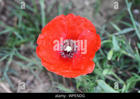 a single poppy Latin papaver rhoeas in the sunshine in Italy in Springtime a remembrance flower for war dead and veterans Stock Photo