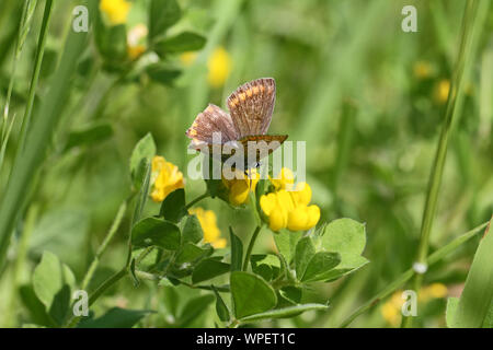 female common blue butterfly with battered wings Latin polyommatus icarus boalensis on yellow trefoil or medick flower or medicago sativa flower Stock Photo