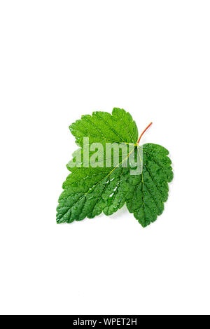 Blackcurrant leaf isolated on white backround Stock Photo