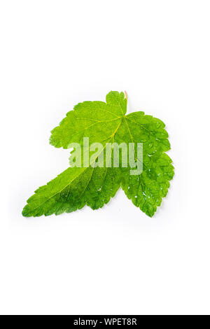 Blackcurrant leaf isolated on white backround Stock Photo