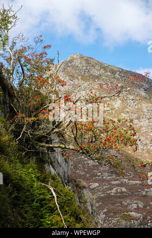 Mountain Ash with red berries in Tin Can Alley rock gorge with view of Pen Yr Ole Wen in Snowdonia National Park. Ogwen, Gwynedd, North Wales, UK Stock Photo