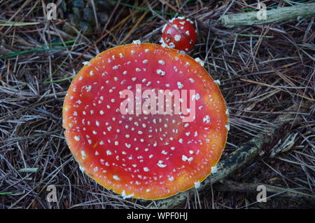 Red mushroom Liberty Cap. Te Araroa Trail. Island Bush Track. Southland. South Island. New Zealand Stock Photo