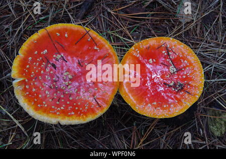 Red mushroom Liberty Cap. Te Araroa Trail. Island Bush Track. Southland. South Island. New Zealand Stock Photo